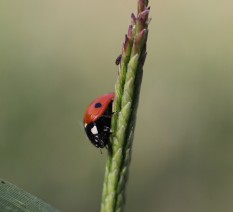 צילום חיפושית טכניקה של טבע דומם