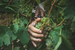 גפן צילום: שני בריל